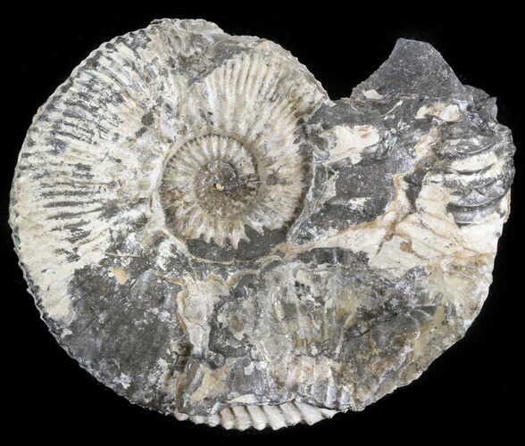 Wide Kosmoceras Ammonite - England #42641